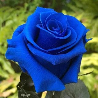 rosa azul preparada