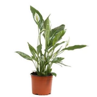 Spathiphyllum