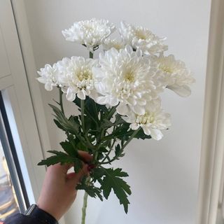 Хризантема