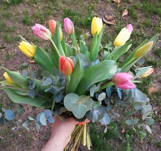 Ramo de 12 tulipanes surtidos "Picasso"