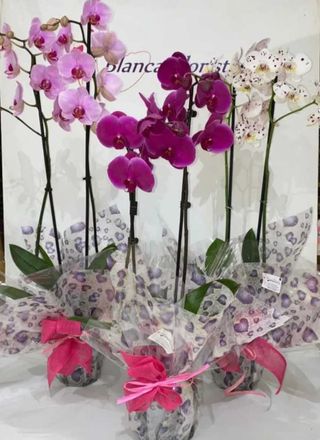 Orquídea Phalenopsis  (Sin macetero)