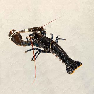 Bogavante Nacional 1 Ud. (700 Gr.)