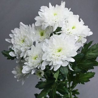 Chrysanthemum