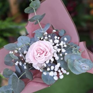 Rosa Rosa "Las Delicias"