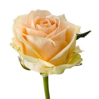 Rosa singola confezionata