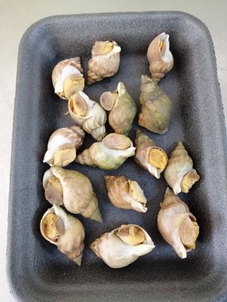 Buzios Francês Cozido 