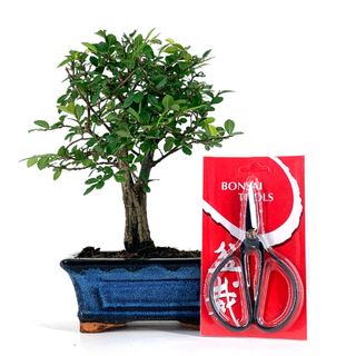 Pack Bonsái Zelkova 5 años y Tijera china