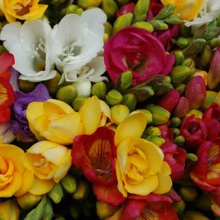 Buchet 11 freesia mix