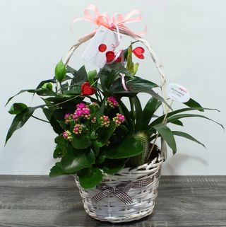 CESTA PLANTAS VARIADAS