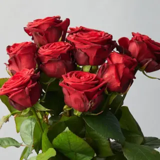 5rose rosse