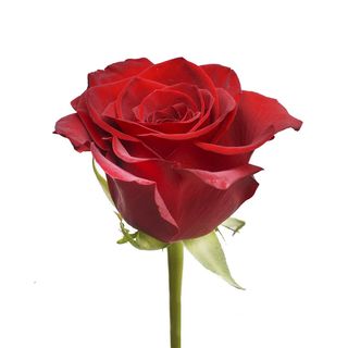 Rosa Stabilizzata Rossa