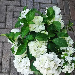 Piante di ortensie 
