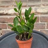 Заміокулькас  (доларове дерево)