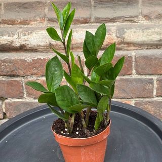 Заміокулькас  (доларове дерево)