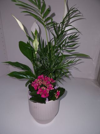 Aranjament Mix Plantre In Vas Ceramic Mic