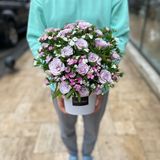 LIght purple mix box XS