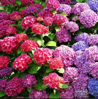 Hortensias para Mamá