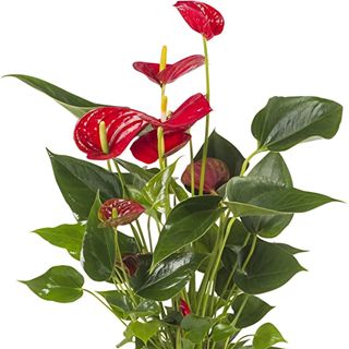 Pianta di anthurium 