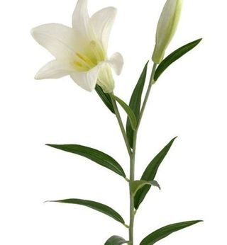 Giglio bianco singolo