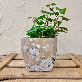 Hiedra en bonito macetero