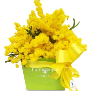 Composizione box Mimosa 
