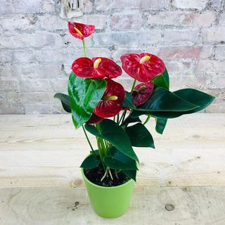 Anthurium