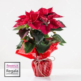 Stella Di Natale