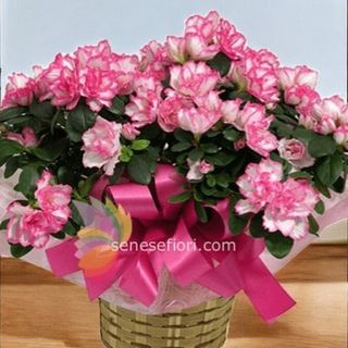 Pianta azalea  senza vaso ceramica colori vari in base alla disponiblita'