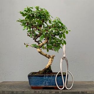 Bonsái Carmona BonsaiGranada Foto Genérica 8 años