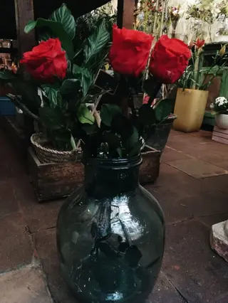 Rosa Eterna Roja