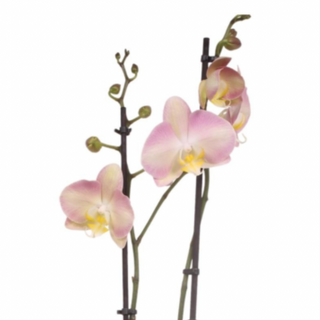 Orquídea Grande "Sweet"  (2 Tallos)