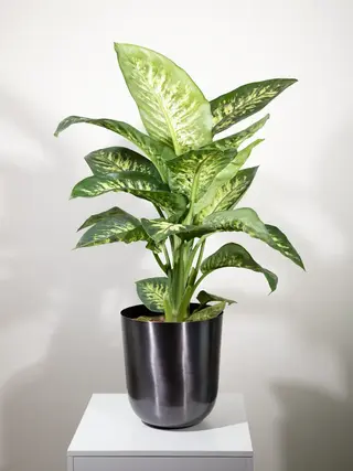 Piante verdi