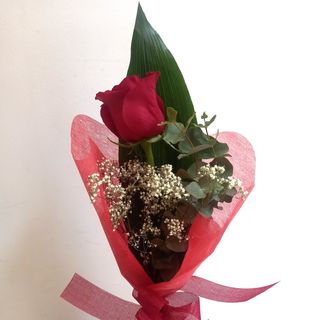 Rosa Roja variedad Freedom