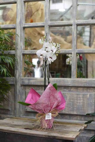 Orquídea Phalenopsis Con Papel De Regalo