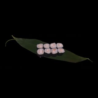 Hosomaki ebi - 6 pezzi