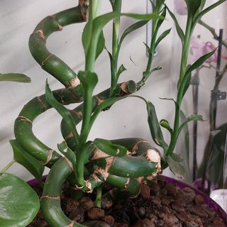 Pianta di bambu sono bellissima durano di anni