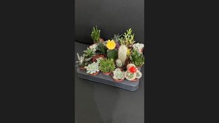 Суккуленты в ассортименте