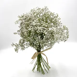 Ramo de paniculata