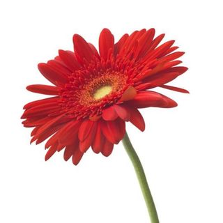 Gerbera rosie