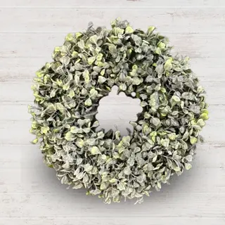 Wianek bukszpan omszały
