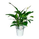 Spathiphyllum