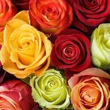 5 ფერადი ვარდი / 5 colorful roses