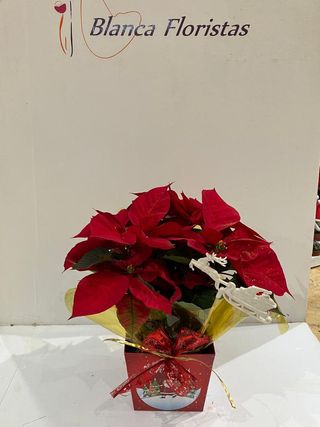 Pascuero Rojo con cubre Navideño 