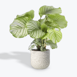 Planta Calatea ORBIFOLIA