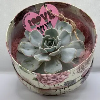 Echeverría en caja de cartón