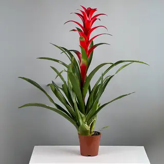 Комнатное растение Art Flowers Гузмания 65 см