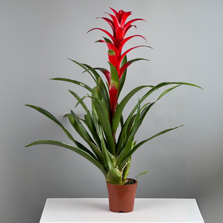 Комнатное растение Art Flowers Гузмания 65 см