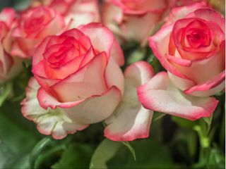 10 Roses blanches bordure rose