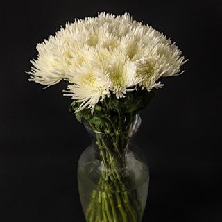 Ramo De Jrisantemo Blanco Premium