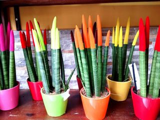 Sansevieria Cilindrica De Colores